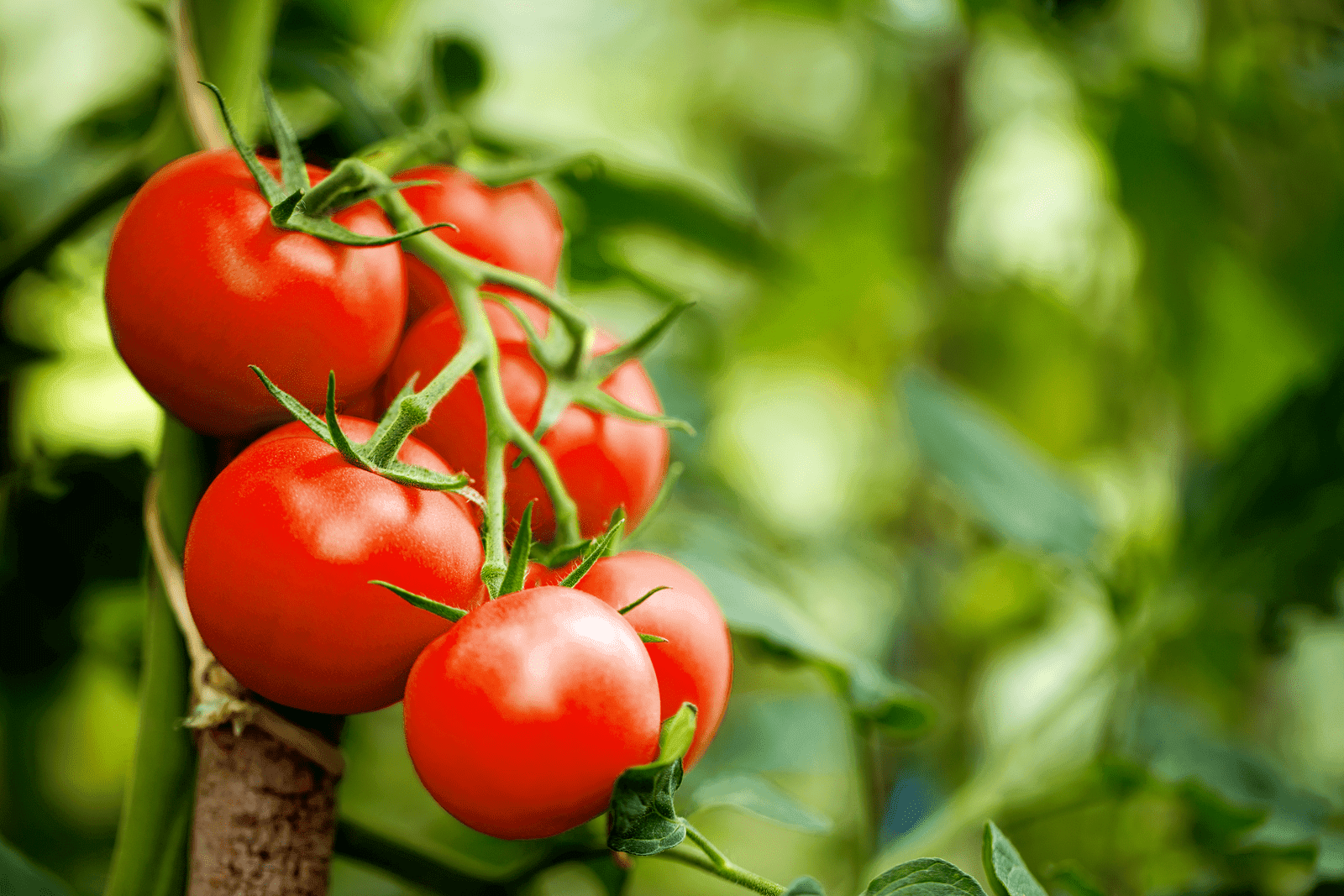pomodoro, metody nauki dla studentow