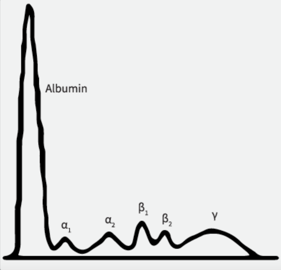 proteinogram