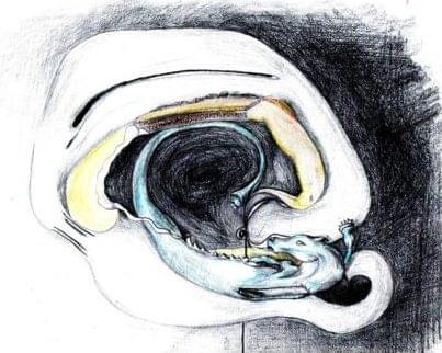 anatomia