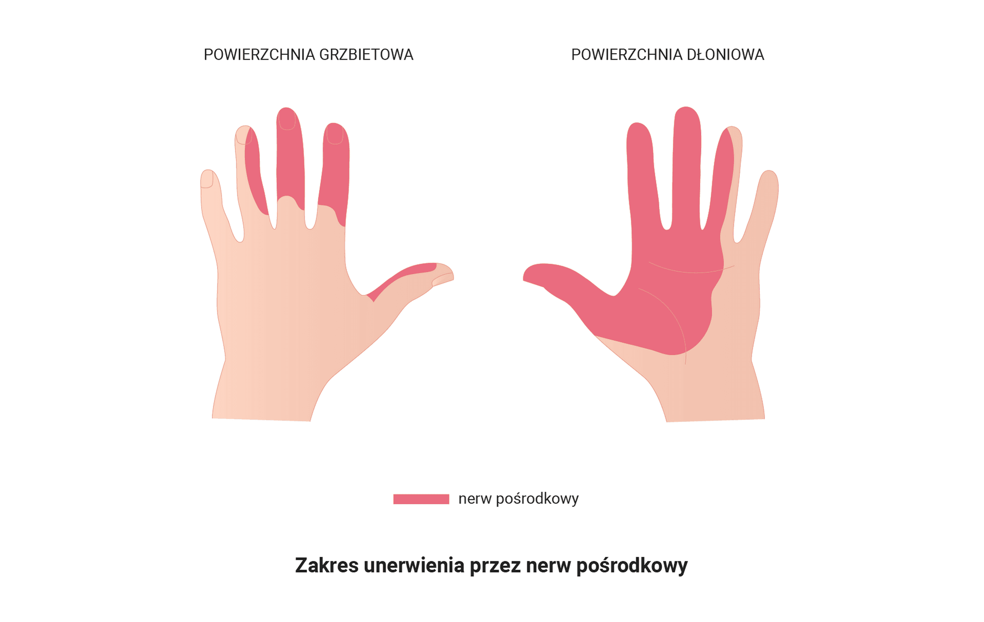Zakres unerwienia przez nerw pośrodkowy
