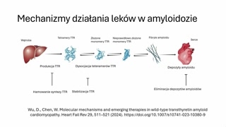 Mechanizm amyloidozy transtyretynowej i cele terapeutyczne