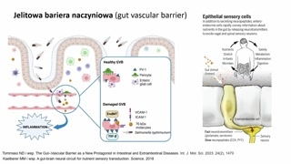 Skład bariery jelitowej i jej funkcje